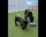 Štenci Cane Corso